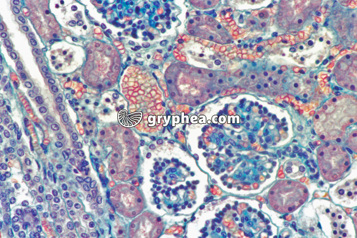 Rein x40 - gryphea.com